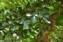 Crescentia cujete